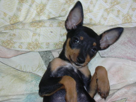 Zwergpinscher tiffany