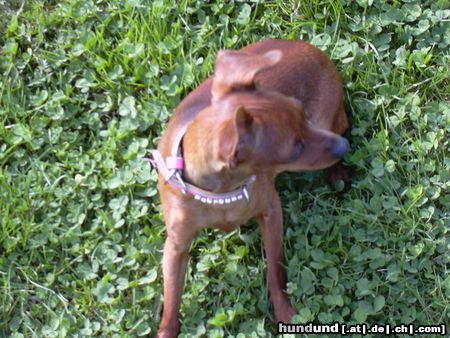 Zwergpinscher ich 25 cm gorß (phoebe)