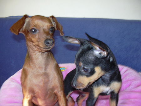 Zwergpinscher tiffany and phoebe