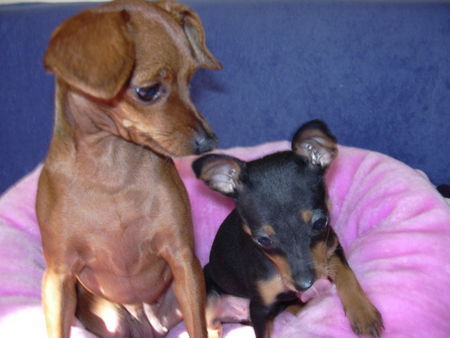 Zwergpinscher tiffany and phoebe