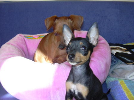 Zwergpinscher tiffany and phoebe