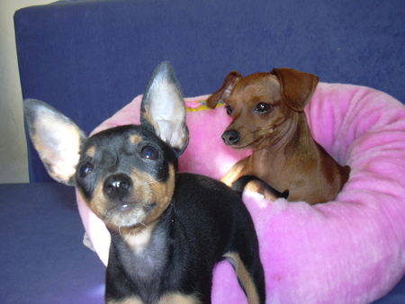 Zwergpinscher tiffany and phoebe