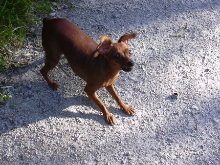 Zwergpinscher  phoebe