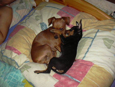 Zwergpinscher  phoebe and tiffany