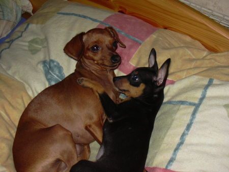 Zwergpinscher  phoebe and tiffany