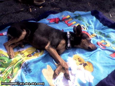 Zwergpinscher Sammy auf La Palma