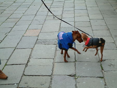 Zwergpinscher Briciola in ihrer Heimat Italien (Venedig)