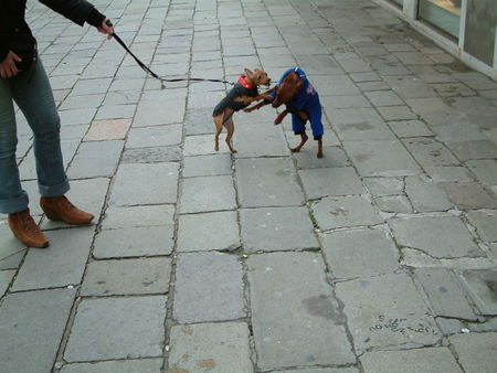 Zwergpinscher Briciola in ihrer Heimat Italien (Venedig)