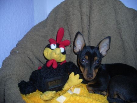 Zwergpinscher