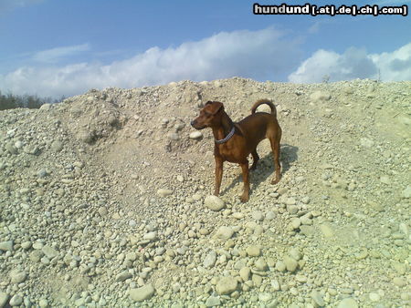 Zwergpinscher Denver vom Camp Achensee