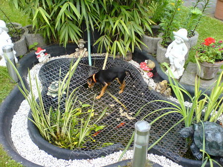 Zwergpinscher Wie komm ich an die Fische ??