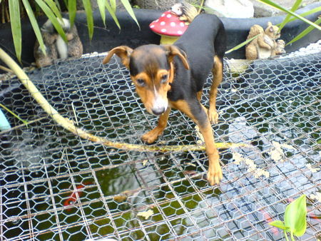 Zwergpinscher Soooopppp !!!! Ja hier was mach ich den ???