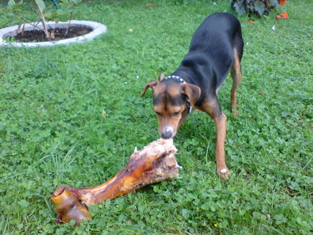 Zwergpinscher Man hab ich hunger