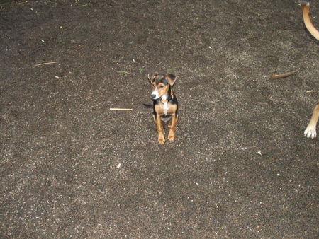 Zwergpinscher Snoop 4Monate alt und trotz Fehlfarbe der leibste und schönste für uns !!