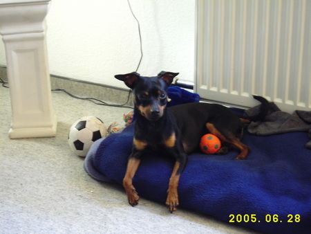 Zwergpinscher Rambo