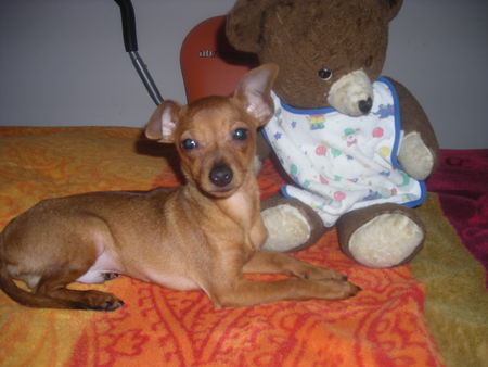 Zwergpinscher Scipy und sein Kuschelbär !