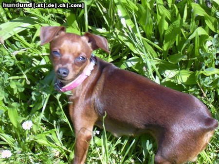 Zwergpinscher phoebe