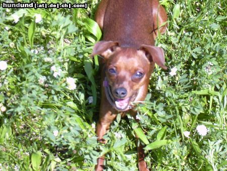 Zwergpinscher phoebe