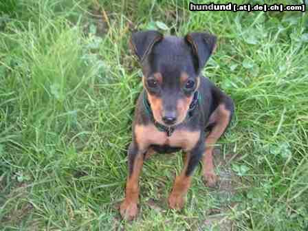 Zwergpinscher Emily