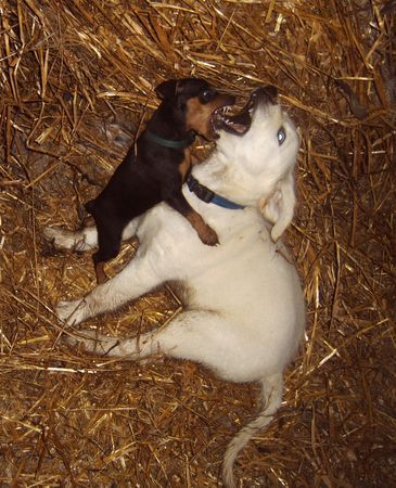 Zwergpinscher Emily und Gina