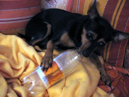 Zwergpinscher Kaum passt man mal nicht auf, hängt sie an der Flasche *grins*