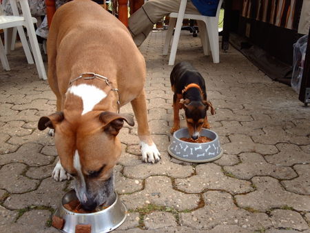 Zwergpinscher Snopp und sein bester freund Tyson .