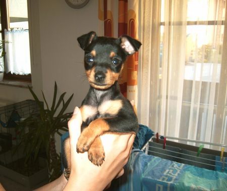 Zwergpinscher