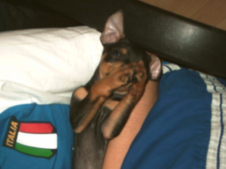 Zwergpinscher