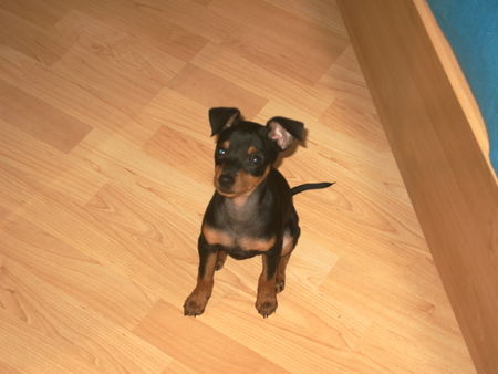 Zwergpinscher