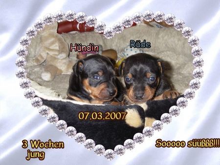 Zwergpinscher Unser Zwillingspaar 3 Wochen jung