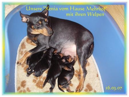 Zwergpinscher Unsere 