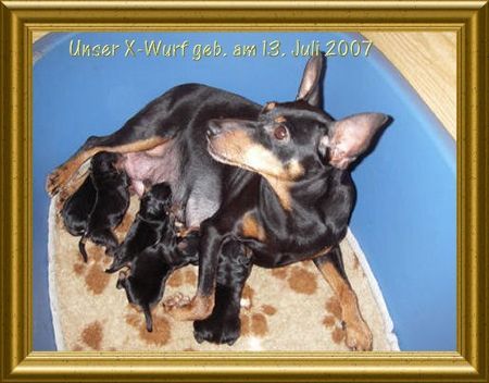 Zwergpinscher Unsere süßen Zwergpinscher-Welpen sind geboren!