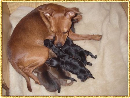 Zwergpinscher Unsere Sonntagskinder sind geboren! 