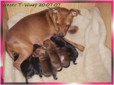 Zwergpinscher Unsere süßen Zwergpinscher-Welpen sind geboren!