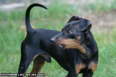 Zwergpinscher Snoopy port.