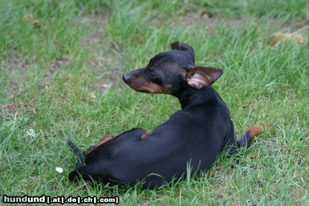 Zwergpinscher wer stört ?