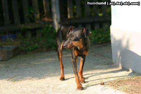 Zwergpinscher ist das nicht herrlich?