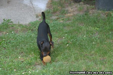 Zwergpinscher komm und spiel mit mir 