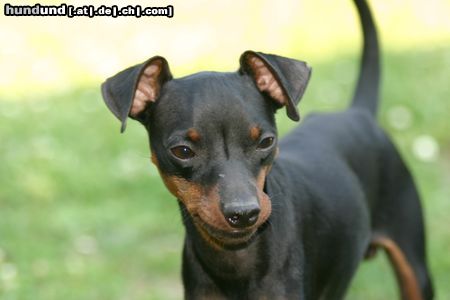 Zwergpinscher was willst du?