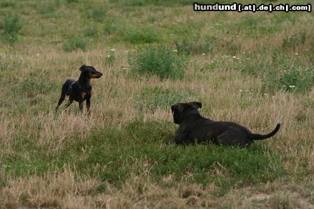 Zwergpinscher jetzt sitze ich in der falle