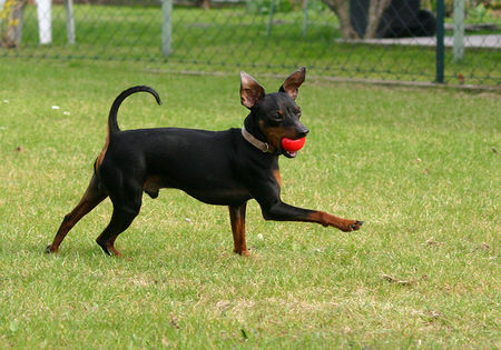 Zwergpinscher Ich bin der Osterhase!