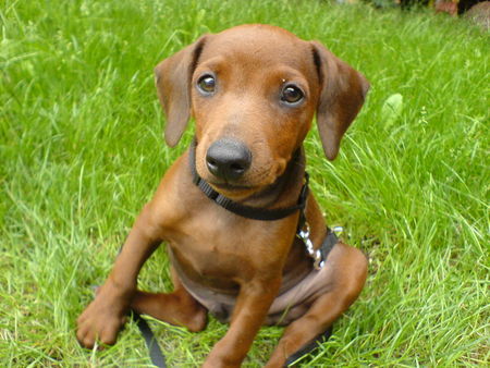 Zwergpinscher Das ist der Rehpinscher Jacky (8 Wochen)