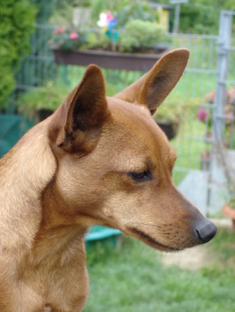 Zwergpinscher Jurij