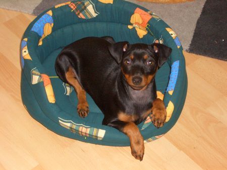 Zwergpinscher Mit 17 Wochen fülle ich das Körbchen schon aus.