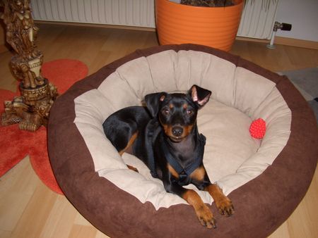 Zwergpinscher Nun ist mein Körbchen schon etwas größer.