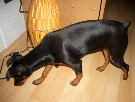 Zwergpinscher Kiki sucht Leckerchen mit 23 Wochen