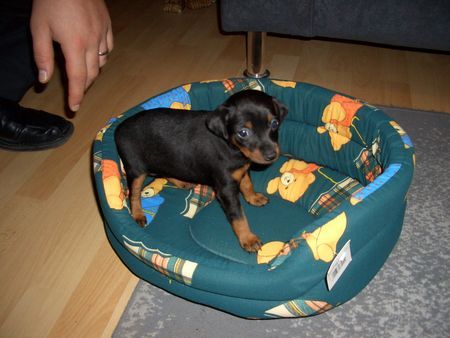 Zwergpinscher Der erste Tag in meinem neuen Heim!