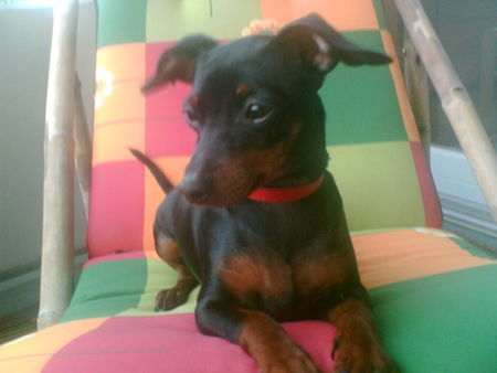 Zwergpinscher leyla vom teufelseck