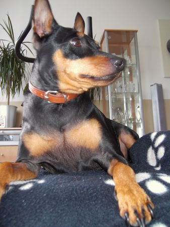 Zwergpinscher Lucky