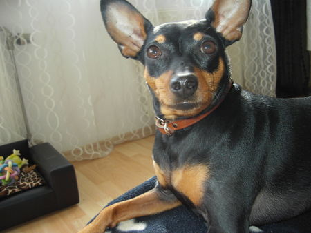 Zwergpinscher Lucky